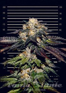 Cannopia - Berry Haze