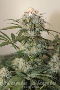 Caramel King Auto