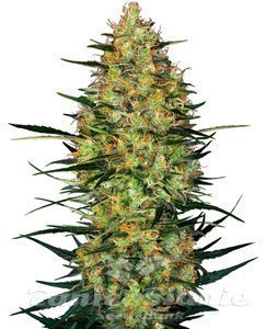Nasiona Caramellow Kush Auto - SENSI SEEDS