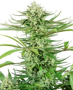 Nasiona Cashew Kush - SENSI SEEDS