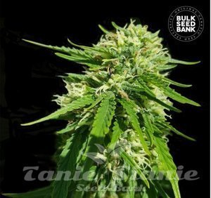 Nasiona CBD Good Wild Shark - BULK SEED BANK