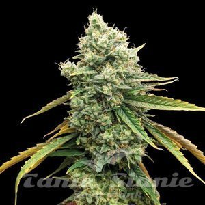 CBD Grapefruit (Odmiana Medyczna)