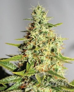 CBD Himalaya Gold (ODMIANA MEDYCZNA)