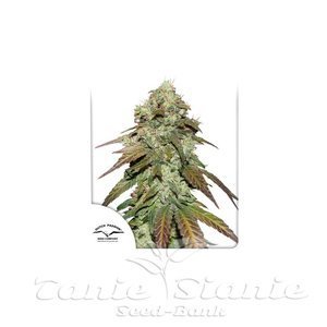 CBD Mazar - DUTCH PASSION