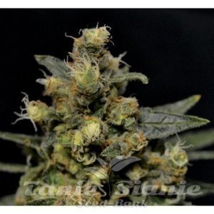 CBD Seeds - A-K