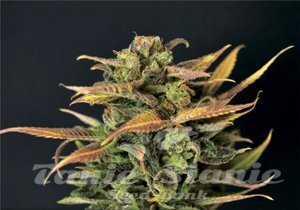 CBD Seeds - Auto Critical