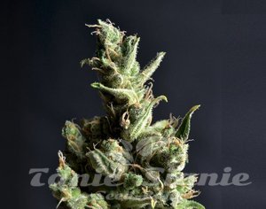 CBD Seeds - CBD Amnesia