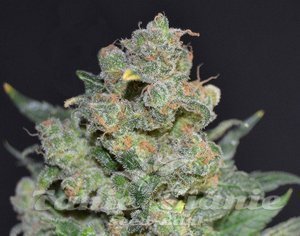 CBD Seeds - Cheese