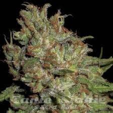 CBD Seeds - Domina