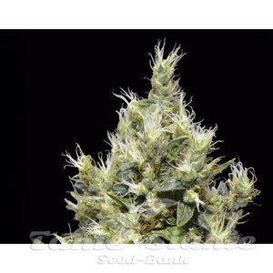 CBD Seeds - Northern
