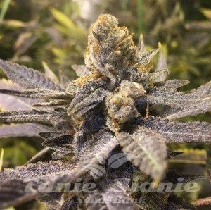 CBD Seeds - Orange Big Bud