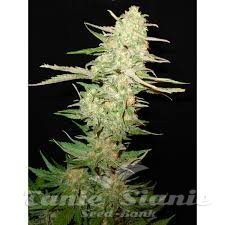 Widow - CBD Seeds