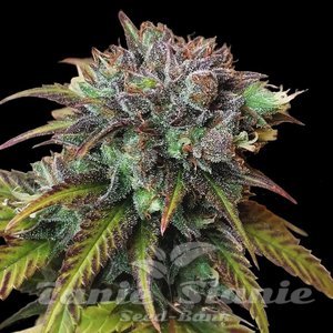 CBD Swiss Chocolate (Odmiana Medyczna)