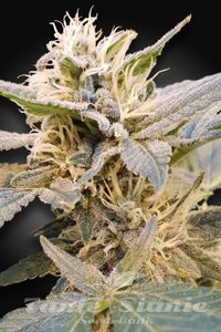 CBDelight - PARADISE SEEDS