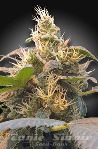 CBDenergy - PARADISE SEEDS
