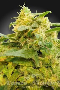 CBDivine - PARADISE SEEDS