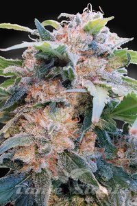 CBDream - PARADISE SEEDS