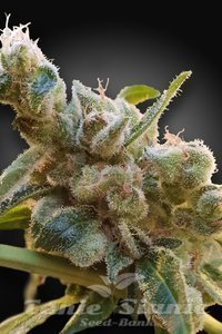 CBDrelax - PARADISE SEEDS
