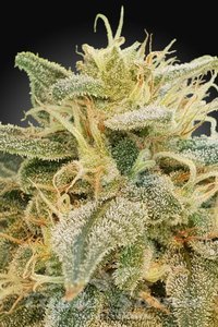 CBDrelief - PARADISE SEEDS