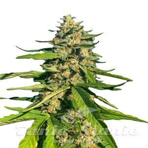 CBG Critical Mass