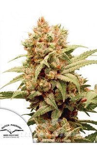 CBG-Force - DUTCH PASSION