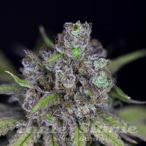 CBG Relief Auto - SEEDSMAN