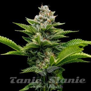 Nasiona Challah Cake - DNA GENETICS