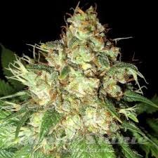 Cheese Auto