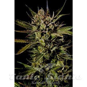 Cheese Auto - BIOGENETIC