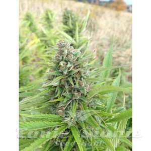 Cheese Fast - BIOGENETIC