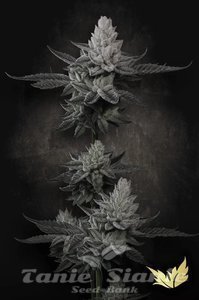 Chem Cake - PARADISE SEEDS