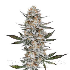 Chemdog #4 - BLIMBURN SEEDS