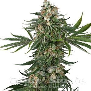 Fallout OG - WHITE LABEL