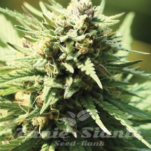Chernobyl x Stoopid Fruits - WHITE LABEL