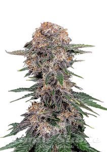 Nasiona Cherry Cola Auto - FASTBUDS