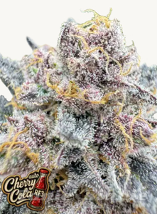 Cherry Cola Auto RF3 - FASTBUDS