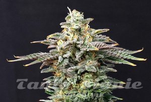 Nasiona Cherry Dream - KANNABIA SEED