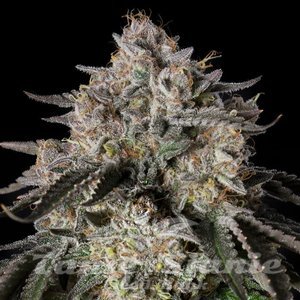 Cherry Essence - SILENT SEEDS