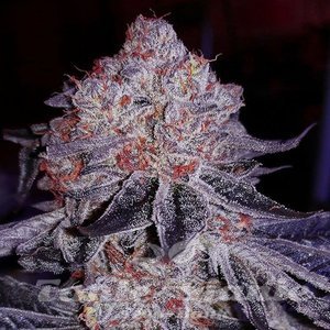 Cherry Gar-See-Ya R1 - ETHOS GENETICS