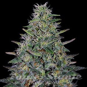 Cherry Pavlova - G13 LABS