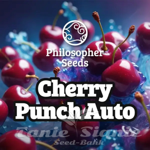Cherry Punch Auto - PHILOSOPHER SEEDS