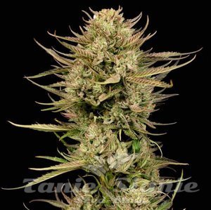 Cherry Punch F1 - SEEDSMAN