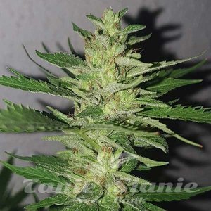 Chocobang - DELICIOUS SEEDS