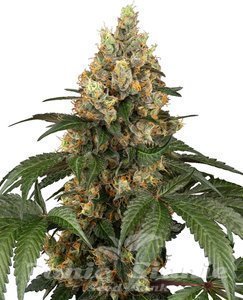 Chocolate Rainbow XXL - SENSI SEEDS