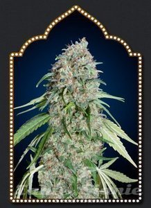 Nasiona Chocolate Skunk CBD - 00 SEEDS BANK