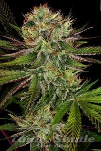 Chocolate Wafflez - PARADISE SEEDS