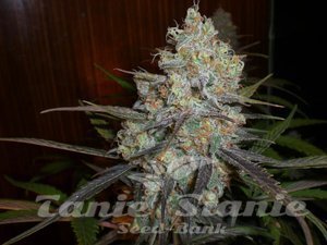 Chocolope Auto