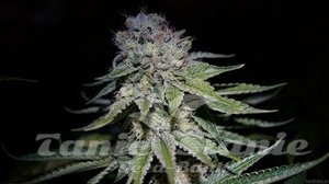 Chocolope Auto - BIOGENETIC