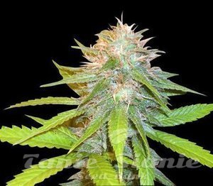 Chronic Auto - BIOGENETIC