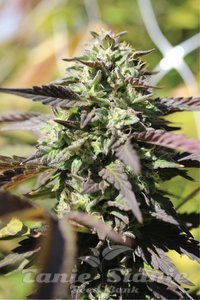 Chunkadelic Auto - HUMBOLDT SEED COMPANY